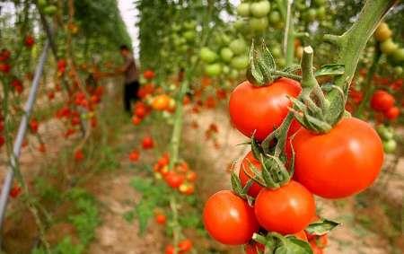 سه هزار تن محصول گلخانه ای در استان بوشهر تولید می شود