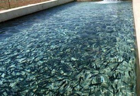امسال بیش از 9 هزار تن ماهی سردآبی و گرم آبی در کردستان تولید می شود