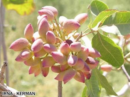 بازگشت ایران به رتبه اول تولید پسته دنیا