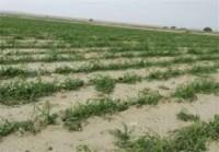 پرداخت 60  درصد غرامت خسارات محصولات کشاورزی آذربایجان غربی
