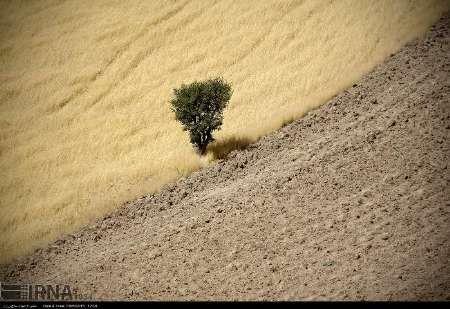 چهار هزار میلیارد ریال مطالبات گندم کاران لرستان پرداخت نشده است