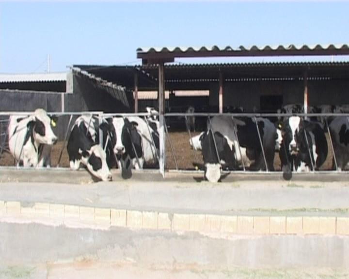 خرید 2 هزار تن شیر از دامداران فردوس + فیلم