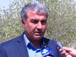 حدود 100 هزار هکتار باغ زیتون در کشور وجود دارد