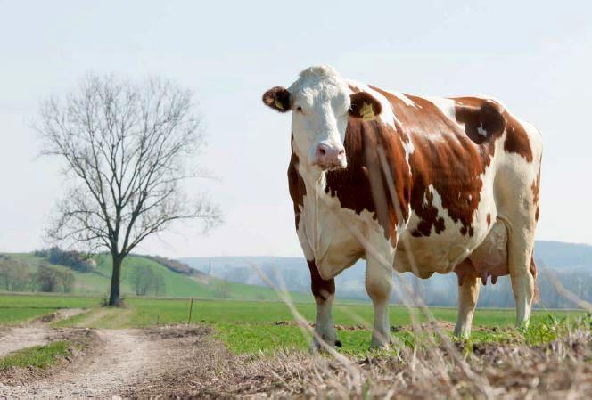 محموله یک هزار راسی سیمنتال اتریش در راه ایران/ استفاده از پتانسیل ژنتیکی اتریش برای ارتقای دامهای کمبازده