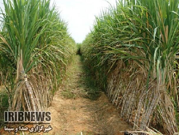 زمین های کشاورزی خرمشهر اینبار آلوده به پساب نیشکر