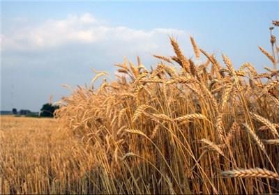 پایان آذرماه آخرین فرصت بیمه محصولات کشاورزی قزوین