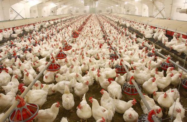 15 درصد واحدهای فعال مرغداری ورشکست شده‌اند/ قیمت مرغ در هر محله‌ متفاوت است