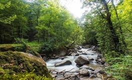 برداشت بیش از یک هزار تن میوه 'به' از باغهای شهرستان کوثر