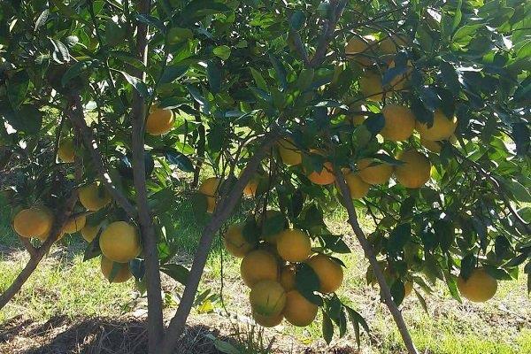 بررسی باقیمانده سموم در محصولات باغی/تصمیم برای ۸۲ سم جدید