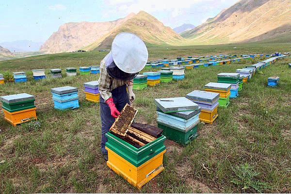 اشتغال 1800 نفر در صنعت زنبورداری قزوین