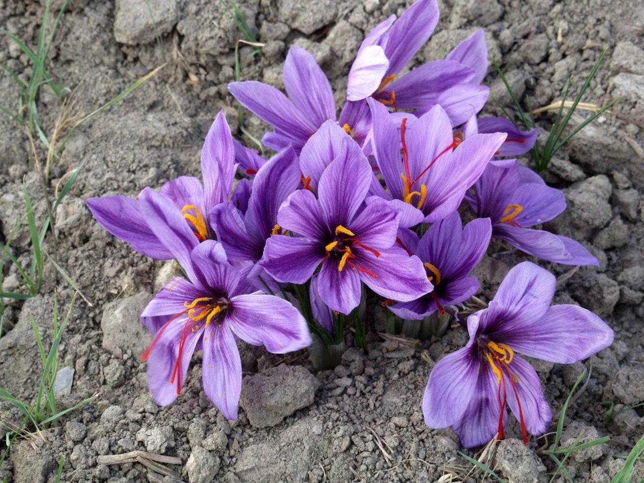 برداشت 56 تن زعفران در خراسان جنوبی / 2 هزار و 630 میلیارد ریال درآمد بهره‌برداران از زعفران