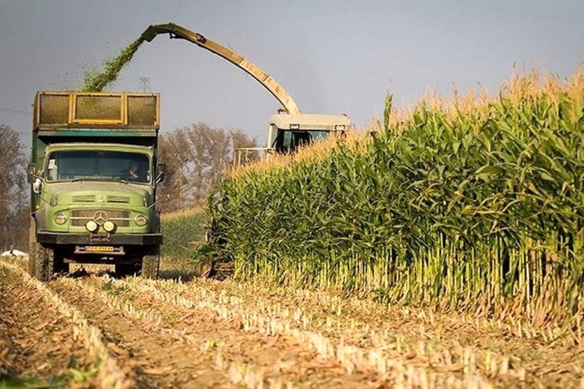 آغاز برداشت ذرت علوفه‌ای در شیروان