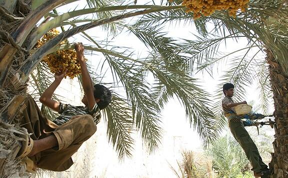 طرح احیای نخیلات و زمین های کشاورزی در شادگان + عکس