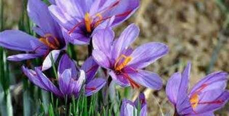 برداشت زعفران در شهرستان آران و بیدگل آغاز شد