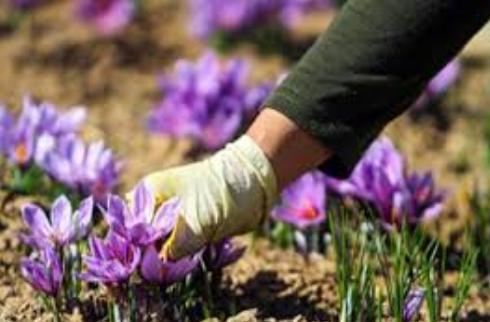 کشت محصولات کشاورزی در استان اردبیل 3.5 برابر افزایش یافت