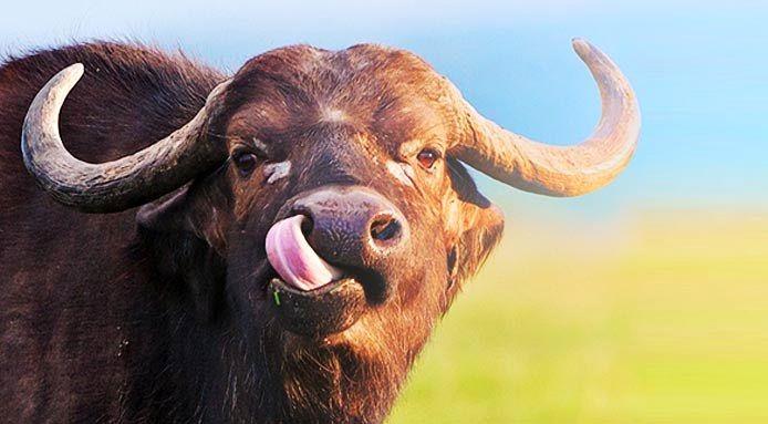 توسعه همکاری‌های کشاورزی جمهوری آذربایجان و ایران/ انتقال تکنولوژی‌های جدید تولید اسپرم و اصلاح نژاد گاومیش