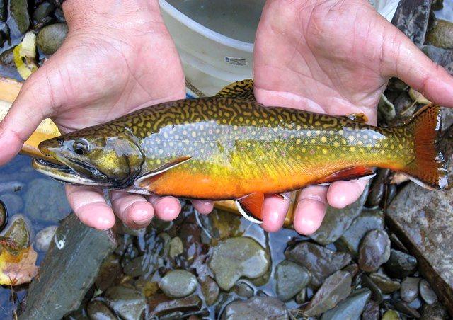 صادرات 1053 تن قزل‌آلای ویژه ایرانی به روسیه/ آبزیان ایرانی بر سر سفره رومانی‌ها/ صادرات 40 هزار تنی آبزیان در شش‌ماهه ابتدای امسال