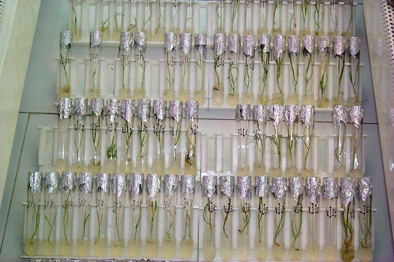 تحت پوشش قرار دادن تولید 25 میلیون تنی محصولات کشاورزی توسط کلینیک‌های گیاه‌پزشکی/ ورود محصولات تراریخته عامل تهدیدکننده خودکفایی محصولات کشاورزی