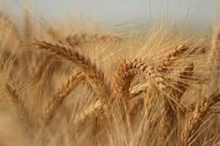 کاهش بارندگی در آمریکا قیمت جهانی گندم را افزایش داد