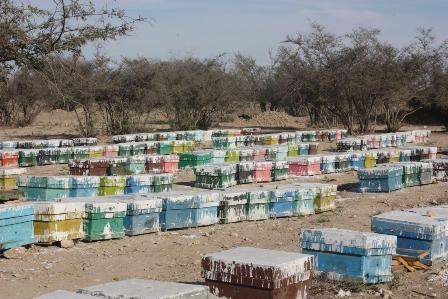 استقرار بیش از 100 هزار کلنی زنبور عسل در شهرستان مُهر