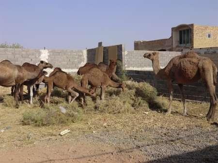 ایجاد اشتغال در زمینه پرورش شتر برای اولین بار در شهرستان فسا