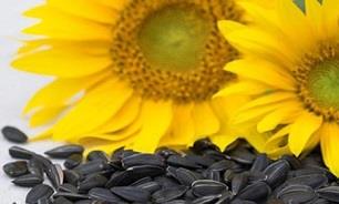 واردات دانههای روغنی در گرو مجوز وزارت جهاد کشاورزی