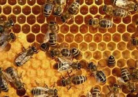 استقرار 360 هزار کلونی زنبور عسل در مناطق ییلاقی خوی