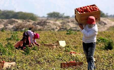 سالانه 100 هزار تن گوجه فرنگی در آذربایجان غربی مصرف می شود