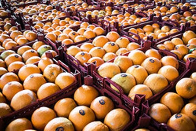 تعاونی روستایی سمنان 900 تن سیب و پرتقال برای نوروز 97 تدارک دید