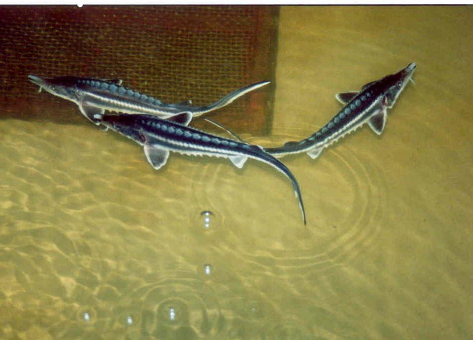 ارائه تسهیلات ویژه جهت پرورش ماهیان خاویاری/ وجود دو مزرعه پرورش ماهیان خاویاری با ظرفیت تولید 35 تن گوشت و 1.5 تن خاویار در گلستان