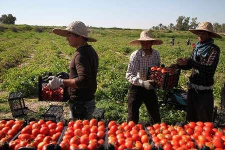 برداشت گوجه فرنگی خارج از فصل در بخش ارم بوشهر آغاز شد