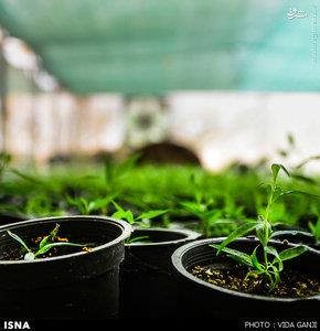 کار، زندگی، آیندهای سبزتر /تصاویر