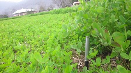 مدیرجهادکشاورزی آستارا: کشاورزان، زمین های زراعی را خالی نگذارند