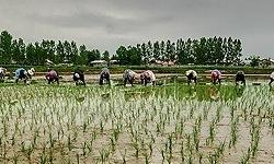 ۶۷ درصد کشورهای پیشرفته حمایت قیمتی از محصول کشاورزی دارند/سالانه ۷۳۶ میلیارد دلار حمایت کشاورزی در کشورهای OECD