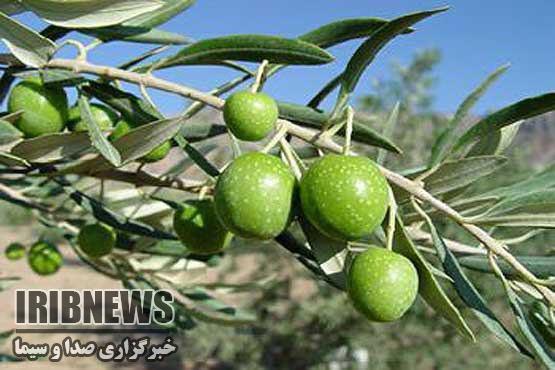 هشدار به باغداران زیتون در خصوص آفت مگس