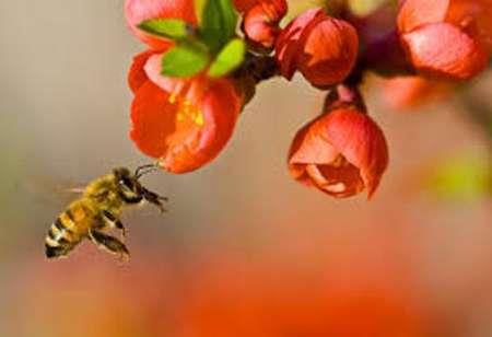 گرده افشانی زنبور عسل عملکرد باغ ها را تا 50 درصد افزایش می دهد