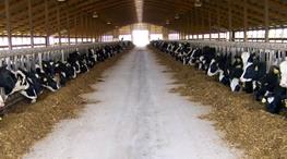 استان چهارمحال و بختیاری دارای رتبه دوم کشور در سرانه تولید شیر خام است