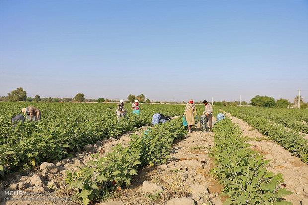 همایش «کسب‌وکار کشاورزی، فرصت‌ها و چالش‌ها» در شاهرود برگزار شد