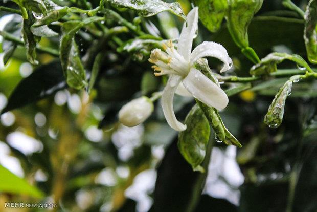 توصیه‌های ۶ روزه هواشناسی کشاورزی