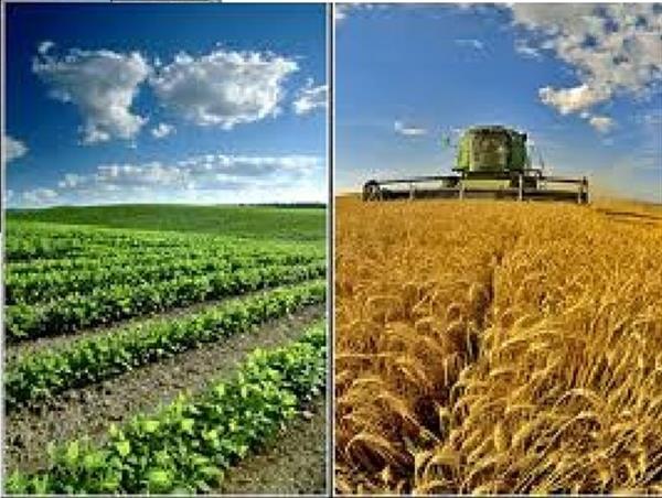 یک میلیون و 200 هزار تن محصول زراعی و باغی در خراسان شمالی تولید شد