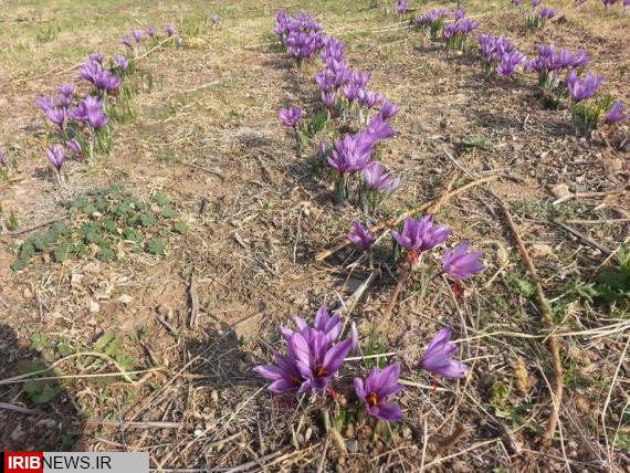 پایان برداشت زعفران از مزارع صحنه