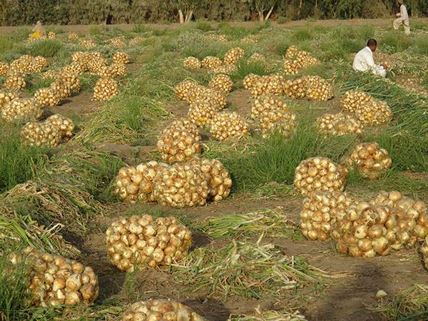 آغاز برداشت پیاز زمستانه در سیستان و بلوچستان