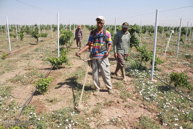 ۵۶۰ مجتمع تولیدی کشاورزی در کشور وجود دارد