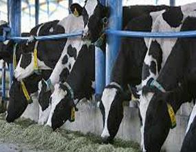 کاهش0.37درصدی قیمت شیر در زمستان