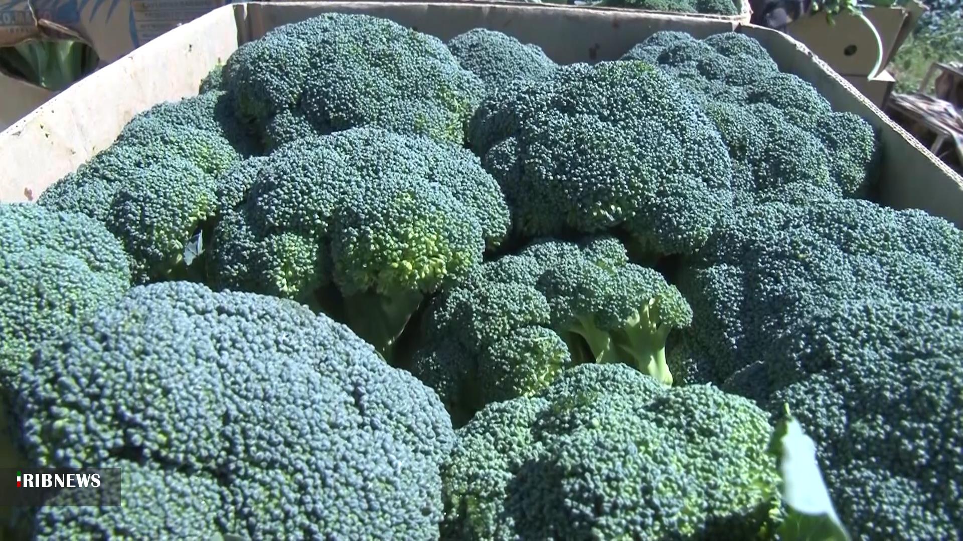 برداشت اولین کشت کلم بروکلی