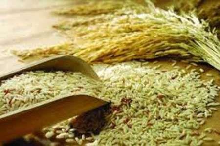 برداشت برنج از سطح شالیزارهای شوشتر آغاز شد