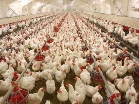 تولید بیش از 500 هزار قطعه مرغ گوشتی در آستارا