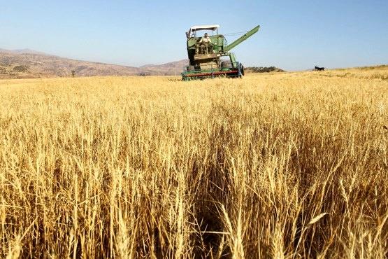 تصمیم‌گیری در مورد واردات گندم باید در اختیار وزارت کشاورزی باقی بماند/ کمیسیون کشاورزی موضوع را بررسی می‌کند