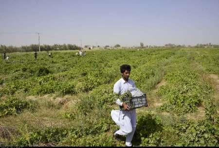 اختصاص 2600 میلیارد تومان اعتبار به امور زیربنایی مزارع سیستان و بلوچستان