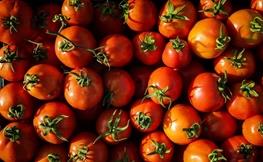 له شدن محصول کشاورزان هرمزگانی زیر پای واردات فله‌ای رب گوجه